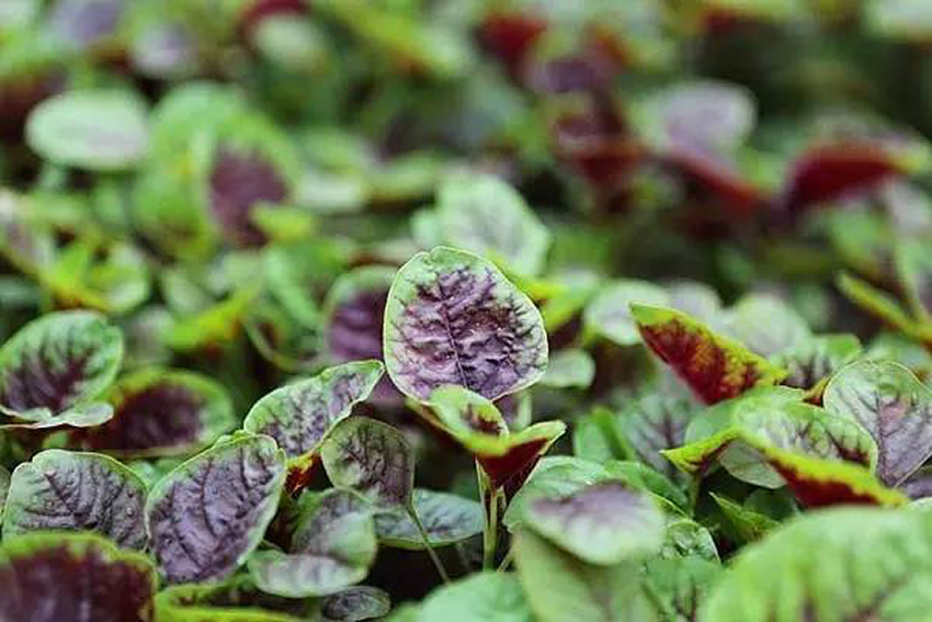 56.3.jpg e60875d2d6104762b2d48c41dd11d630_th.jpeg