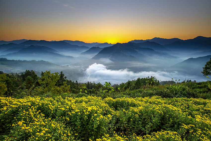 51.3.jpg 千库网_菊花云海和霞光的照片_摄影图编号133273 (1).jpg
