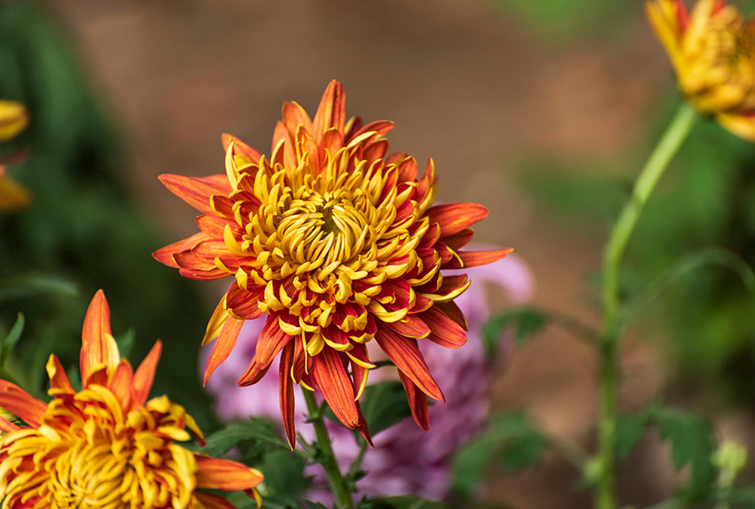 51.2.jpg resize,m_lfit,w_120