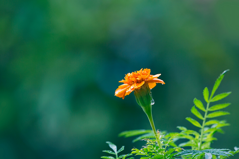 1.jpg 千库网_雨水水滴中黄色花朵摄影图_摄影图编号102447.jpg
